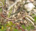 sm-2008-0126_1140_Catkins_9,7_C
